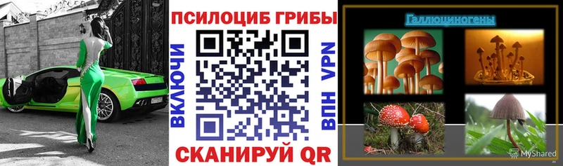 kraken купить Бавлы Псилоцибиновые грибы Psilocybe